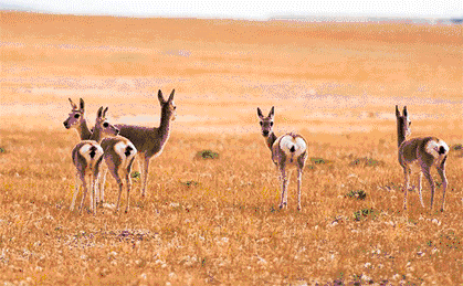 1277星际电子(中国游)官方游戏网址