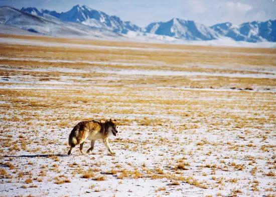 1277星际电子(中国游)官方游戏网址