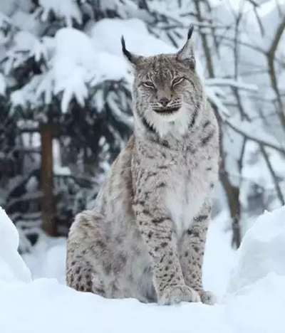 1277星际电子(中国游)官方游戏网址